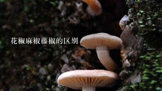 花椒麻椒藤椒的区别