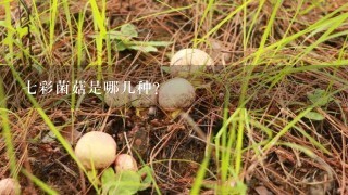 7彩菌菇是哪几种?