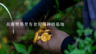 在襄樊那里有食用菌种植基地