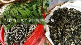 江西省有几个金耳菌种植基地