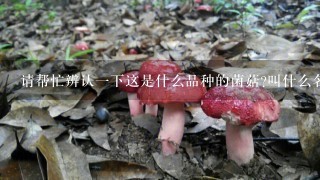 请帮忙辨认1下这是什么品种的菌菇?叫什么名字?