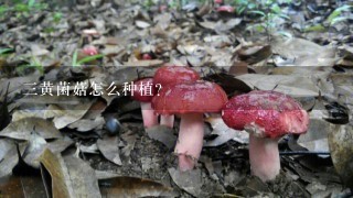 3黄菌菇怎么种植？