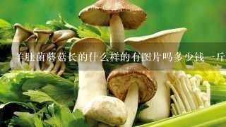 羊肚菌蘑菇长的什么样的有图片吗多少钱1斤啊？