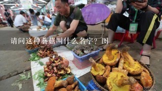 请问这种蘑菇叫什么名字？图