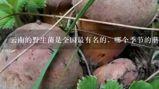 云南的野生菌是全国最有名的，哪个季节的蘑菇最好？