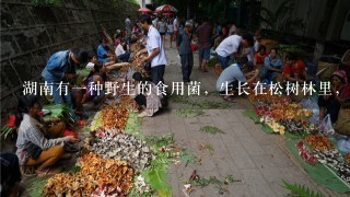 湖南有1种野生的食用菌，生长在松树林里，特好吃，