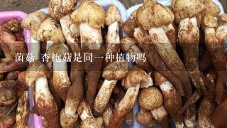 菌菇 杏鲍菇是同1种植物吗