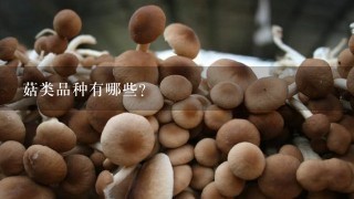 菇类品种有哪些？
