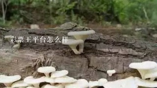 彩票王平台怎么样