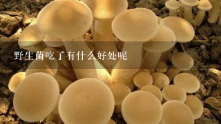 野生菌吃了有什么好处呢