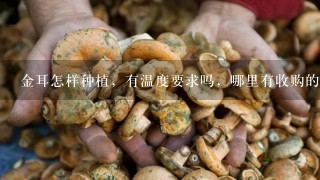 金耳怎样种植，有温度要求吗，哪里有收购的，菌种怎么样可以买到