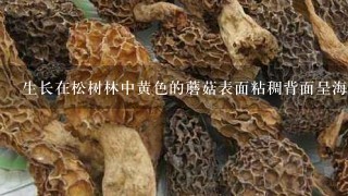 生长在松树林中黄色的蘑菇表面粘稠背面呈海绵状吃起来口感滑溜滑溜的不敢多吃怕有毒。究竟有毒吗？
