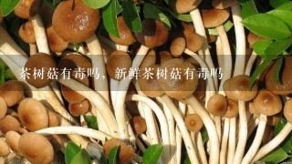 茶树菇有毒吗，新鲜茶树菇有毒吗