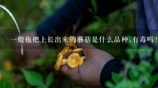 1般拖把上长出来的蘑菇是什么品种,有毒吗?