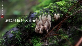 庭院种植什么树好