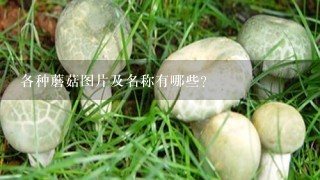 各种蘑菇图片及名称有哪些？