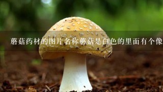 蘑菇药材的图片名称蘑菇是白色的里面有个像人脑1样的心那是什么蘑菇