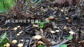 4年花椒树夏季修剪？