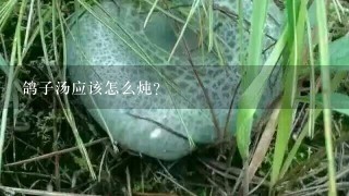 鸽子汤应该怎么炖?