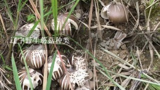 辽宁野生蘑菇种类