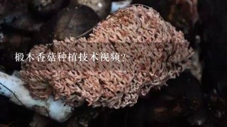 椴木香菇种植技术视频？
