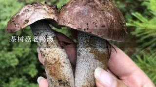 茶树菇老鸭汤