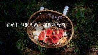 春砂仁与猴头菇1起煲汤好吗