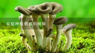 家庭种植蘑菇的视频