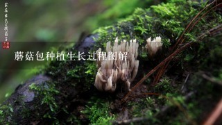 蘑菇包种植生长过程图解