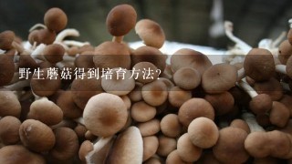 野生蘑菇得到培育方法?