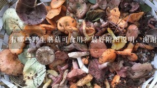 有哪些野生蘑菇可食用？最好附图说明，谢谢！