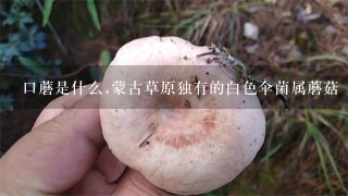 口蘑是什么,蒙古草原独有的白色伞菌属蘑菇 被称为“