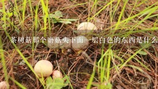 茶树菇那个磨菇头下面1层白色的东西是什么？