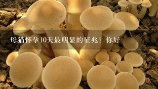 母猫怀孕10天最明显的征兆？你好