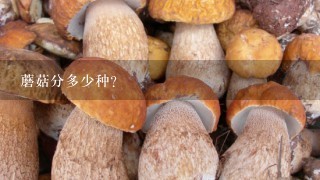 蘑菇分多少种？