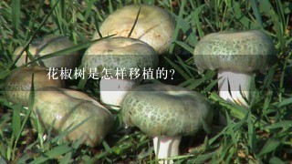 簕欓花椒树是怎样移植的？