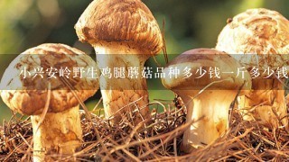 小兴安岭野生鸡腿蘑菇品种多少钱1斤多少钱1斤鸡腿蘑菇，黑龙江省小兴安岭的？