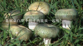 茶树菇白罗卜炖羊肉能放1起炖？