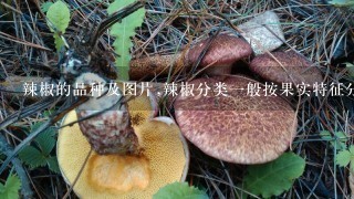 辣椒的品种及图片,辣椒分类1般按果实特征分为5个