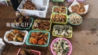 脆脆菇是什么菇