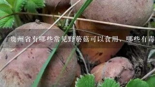 贵州省有哪些常见野蘑菇可以食用，哪些有毒？