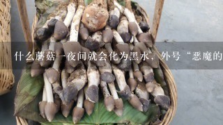 什么蘑菇1夜间就会化为黑水，外号“恶魔的食物”，