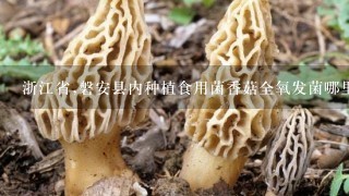 浙江省,磐安县内种植食用菌香菇全氧发菌哪里有厂房