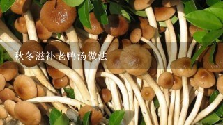 秋冬滋补老鸭汤做法