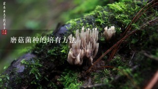 磨菇菌种的培育方法
