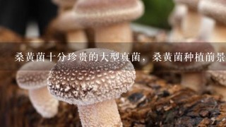 桑黄菌十分珍贵的大型真菌，桑黄菌种植前景怎样？