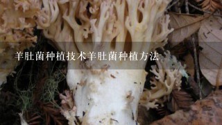 羊肚菌种植技术羊肚菌种植方法