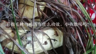 5指毛桃乌鸡汤有什么功效，小孩能喝吗？