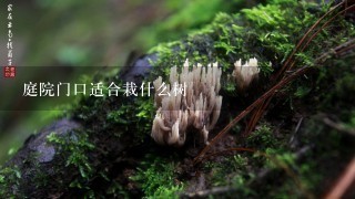 庭院门口适合栽什么树