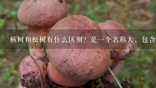 枞树和松树有什么区别？是1个名称大，包含另1个还